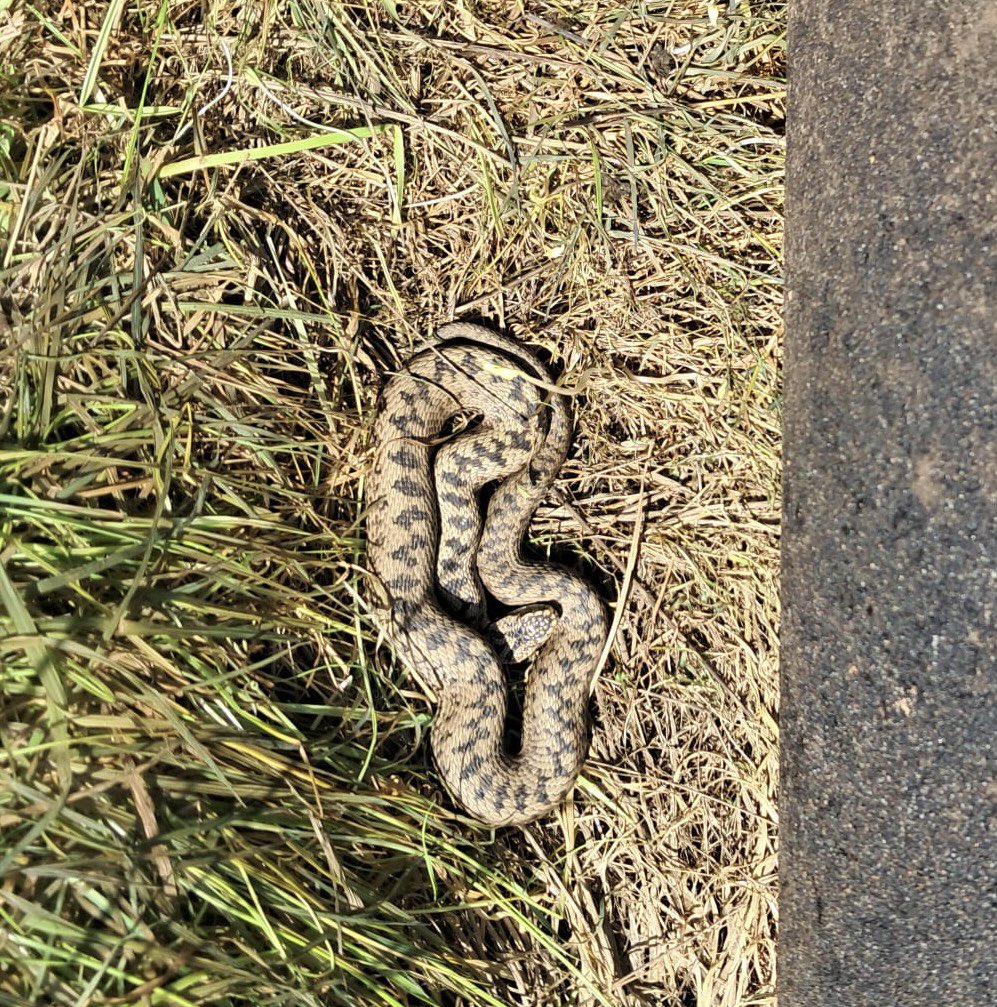 Alexander's Journey tweet media