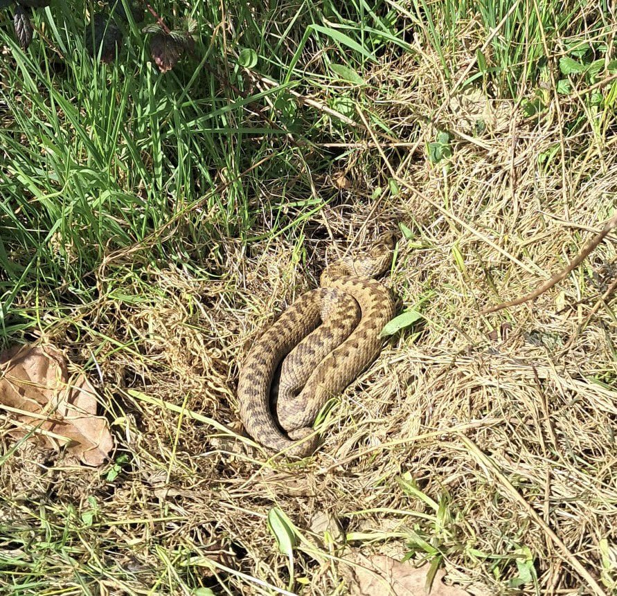 Alexander's Journey tweet media