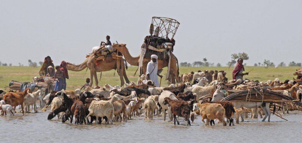 New Lines Magazine tweet media