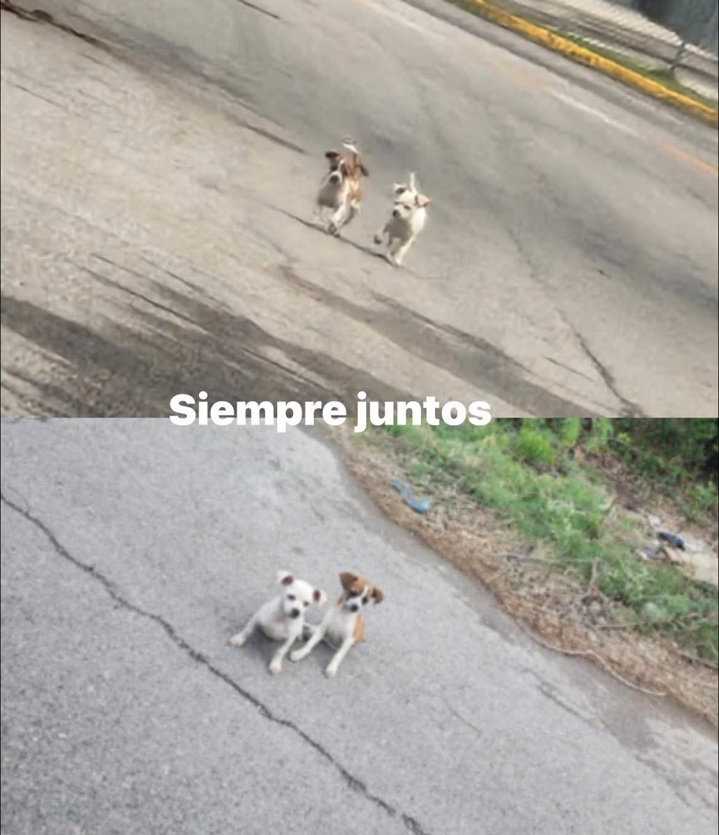 Animalitos en aprietos. tweet media