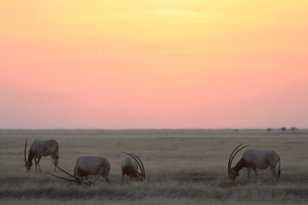 New Lines Magazine tweet media