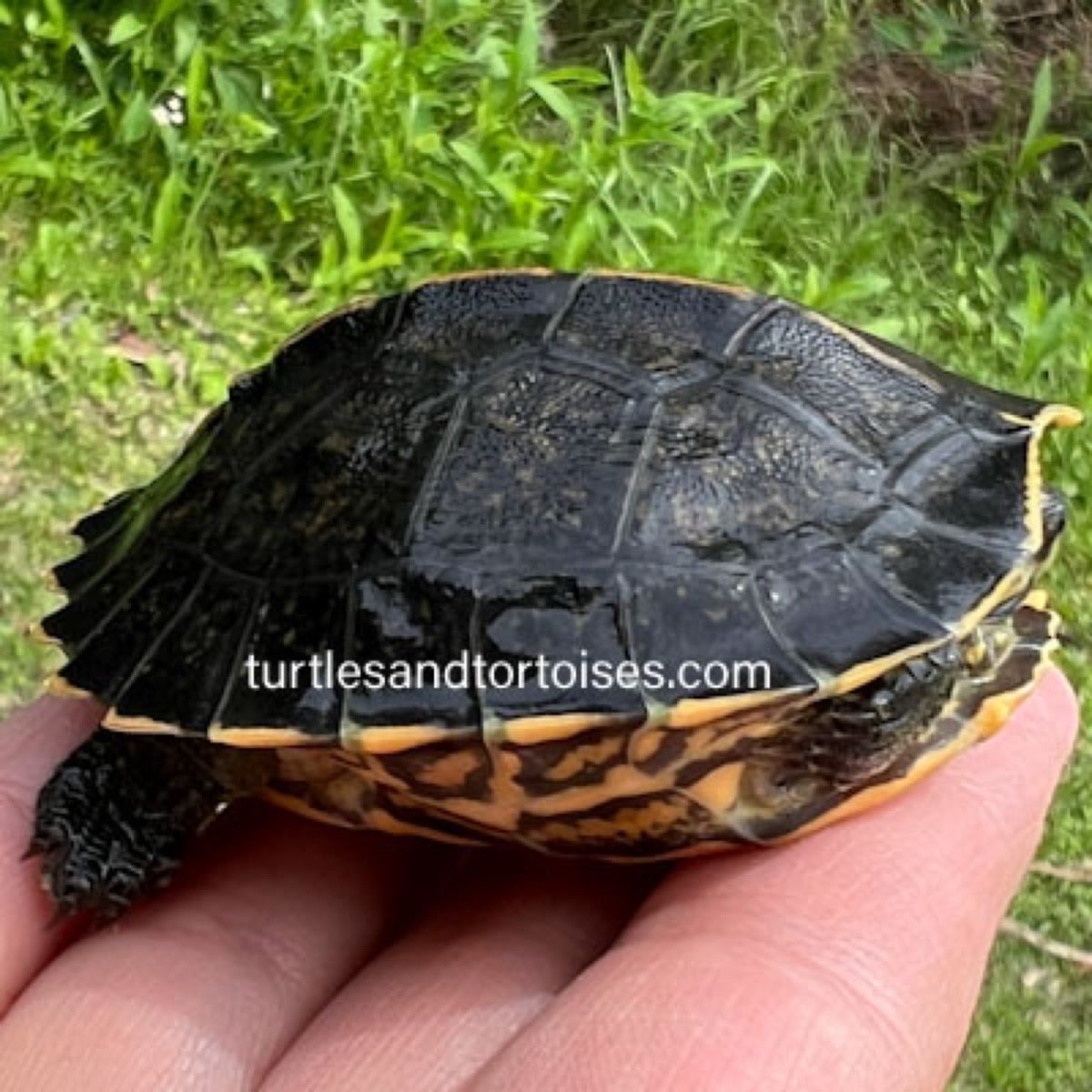 Turtles and Tortoises Inc. (@JayFrewer) / Posts / X