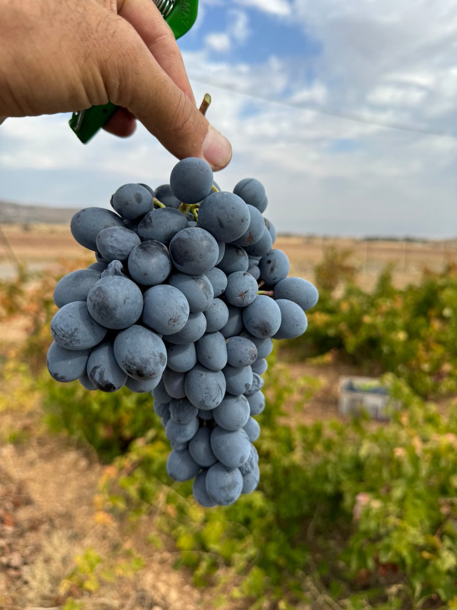 Ercan ÖZ tweet media