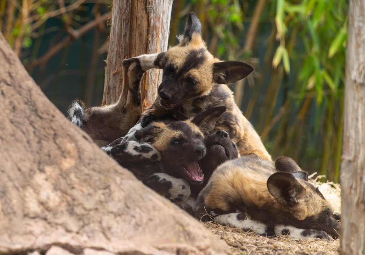 Saint Louis Zoo tweet media