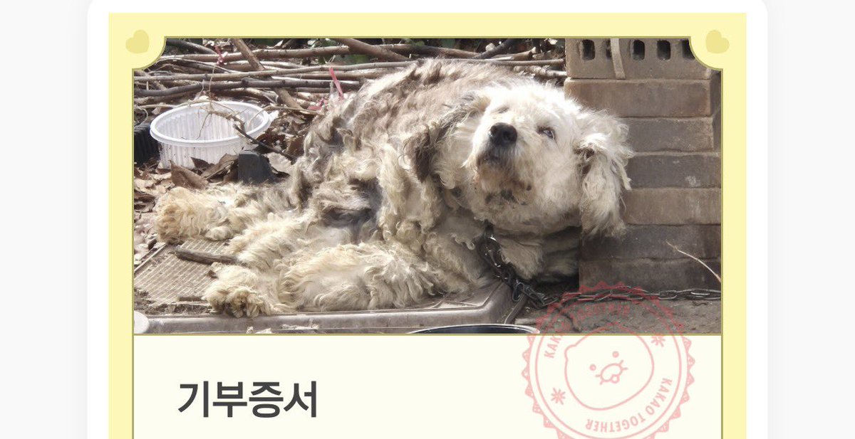 사람이라는 이름의 개 tweet media