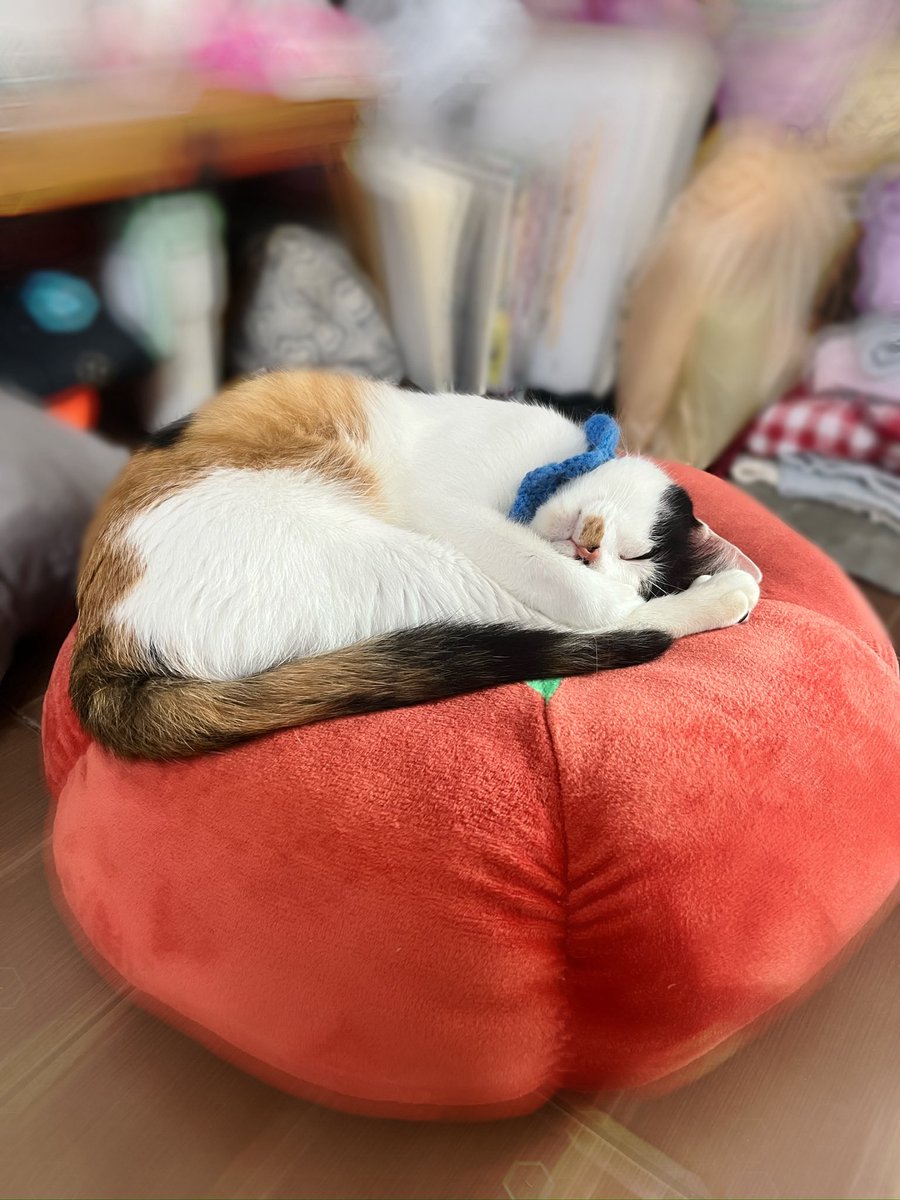 bibbob 🍅✨ tweet media