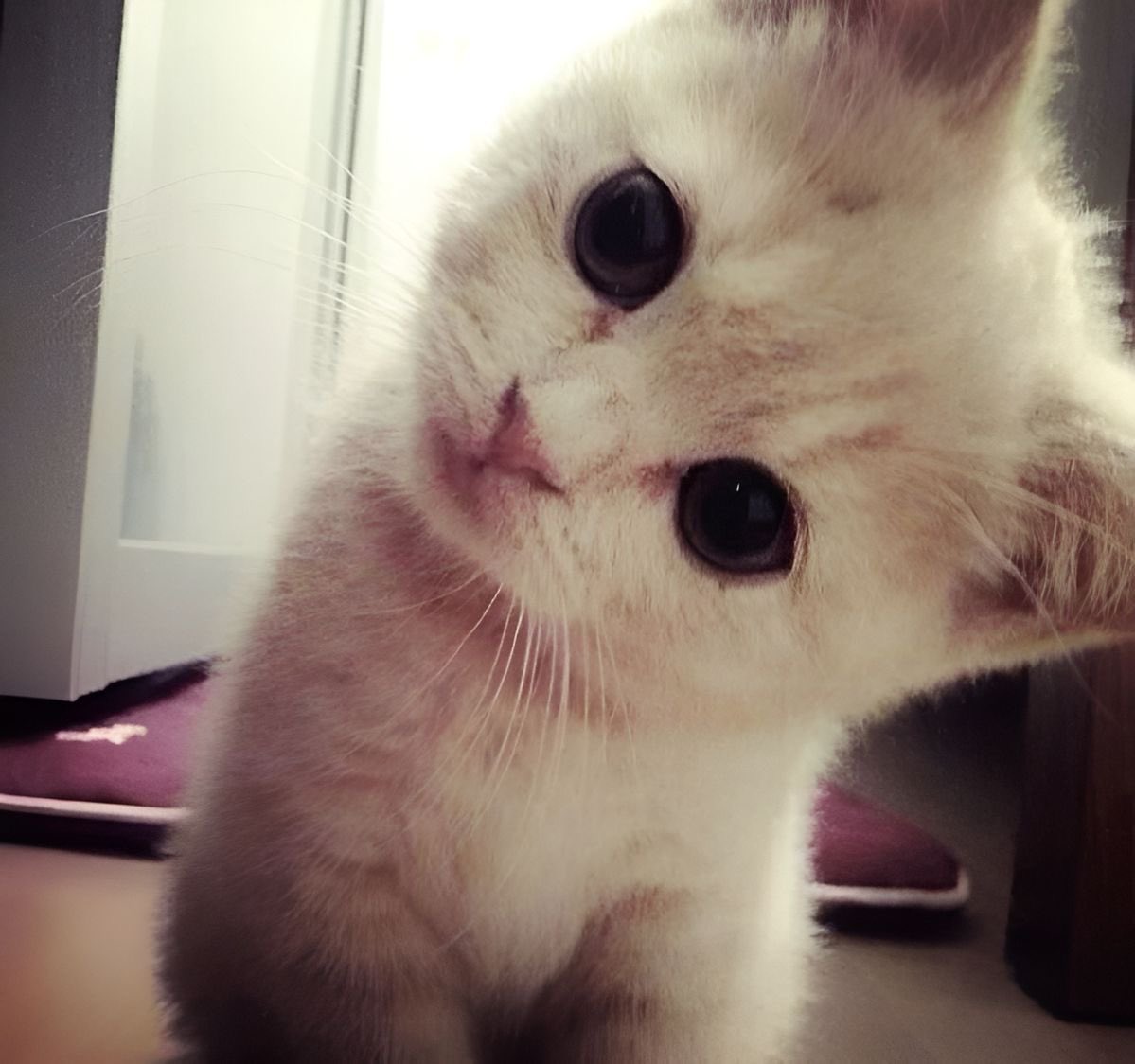 ⋆. 𐙚˚࿔ 𝐥𝐚𝐮𝐫𝐢𝐞 𝜗𝜚˚⋆ tweet media