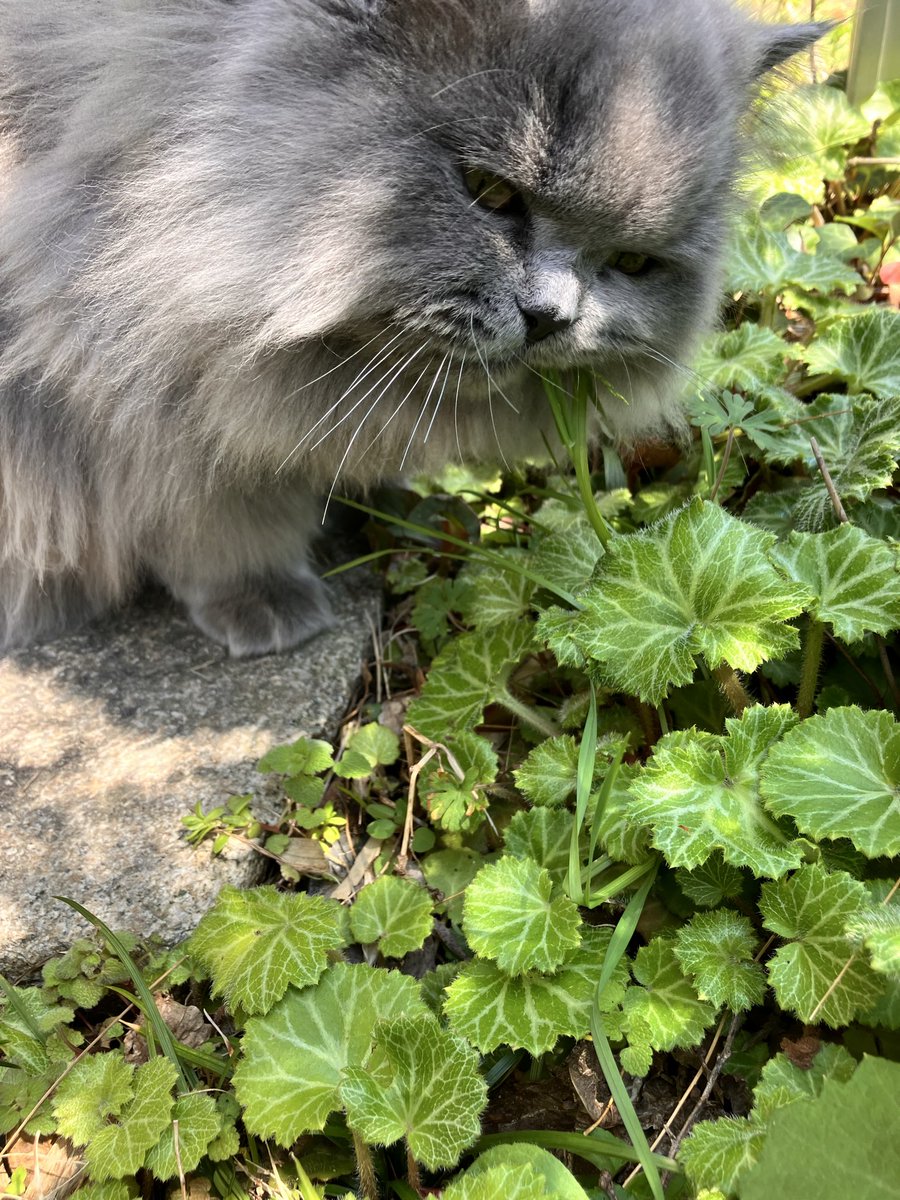 つじ にぬき tweet media