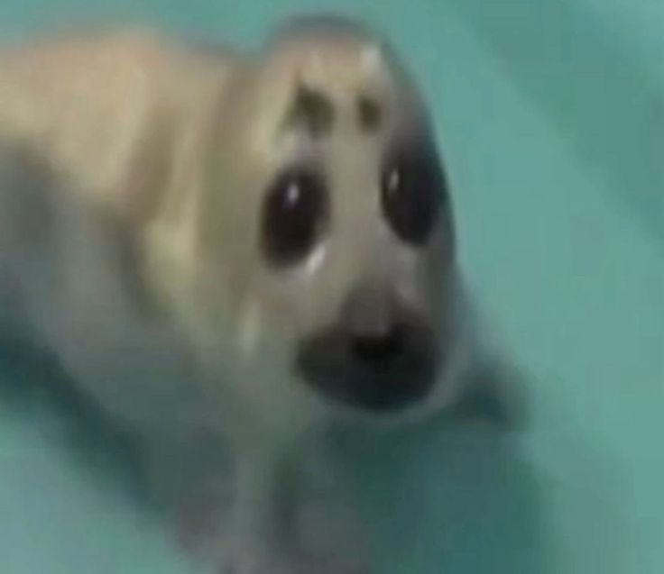 ForgotToPurplePufferfishuurna 🐡 tweet media