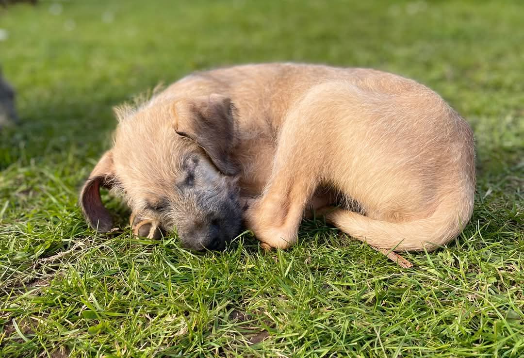 Greenacres Rescue tweet media