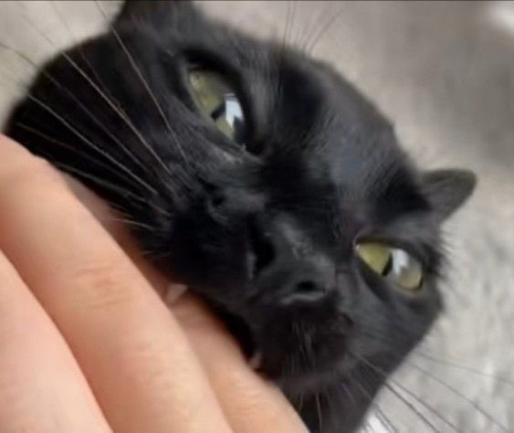 Black cats are not bad luck (@visualscat) on Twitter photo 