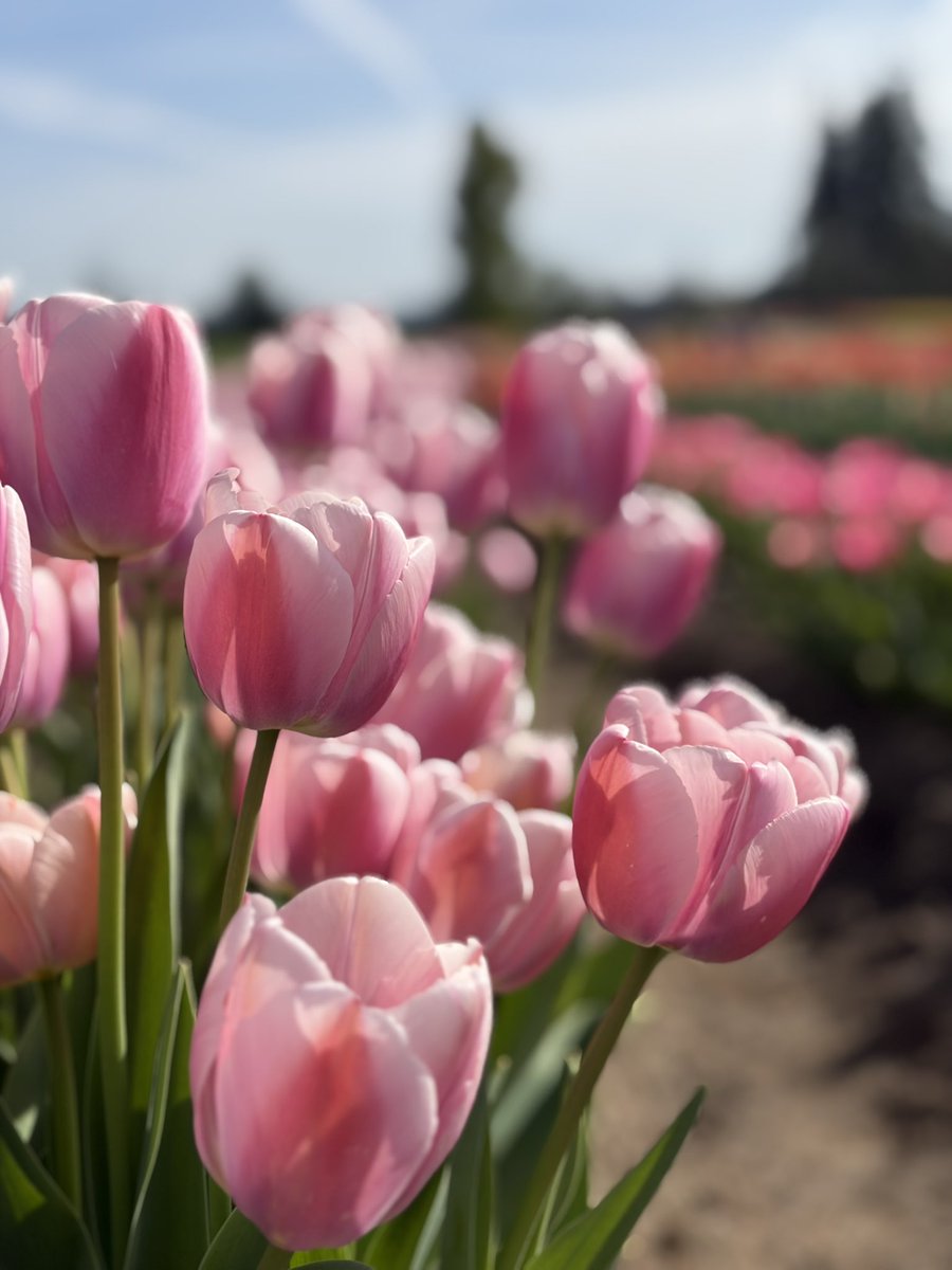 kalli • カリ𓂃⟡.· tweet media