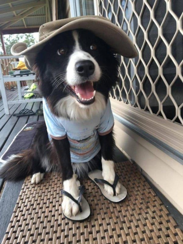 Tweet of Animals tweet media