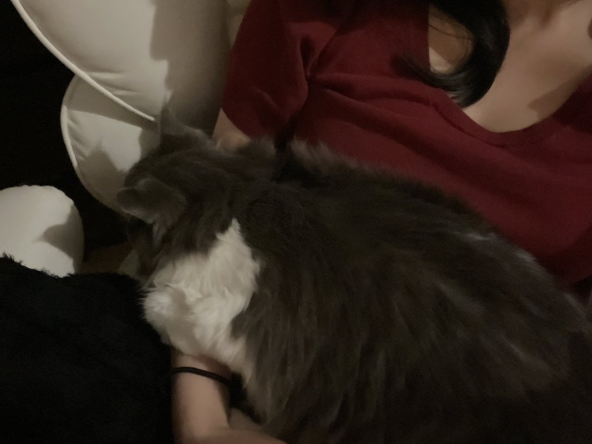 くちゅんちゃん🍶V(仮)ちゅーばー tweet media