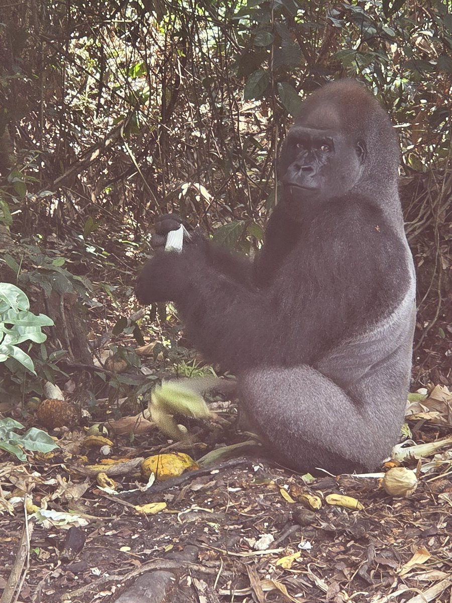 TopBananaMall's tweet photo. #monkeysmonday https://t.co/I2rhSAM744
