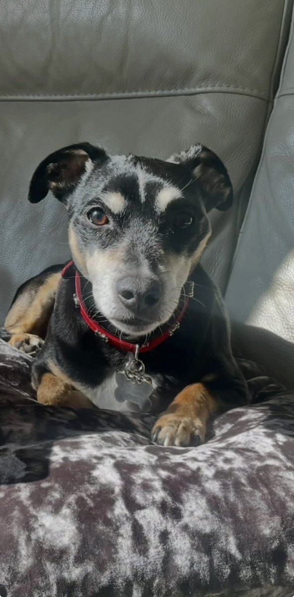 chris towers tweet media