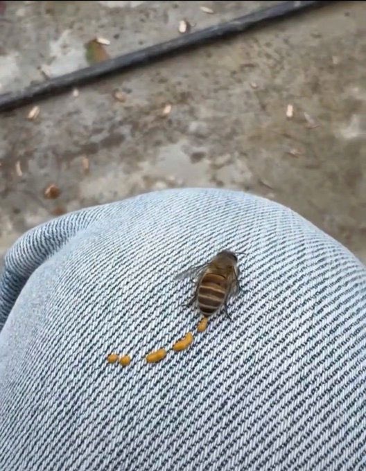 الانجليزية ببساطة tweet media