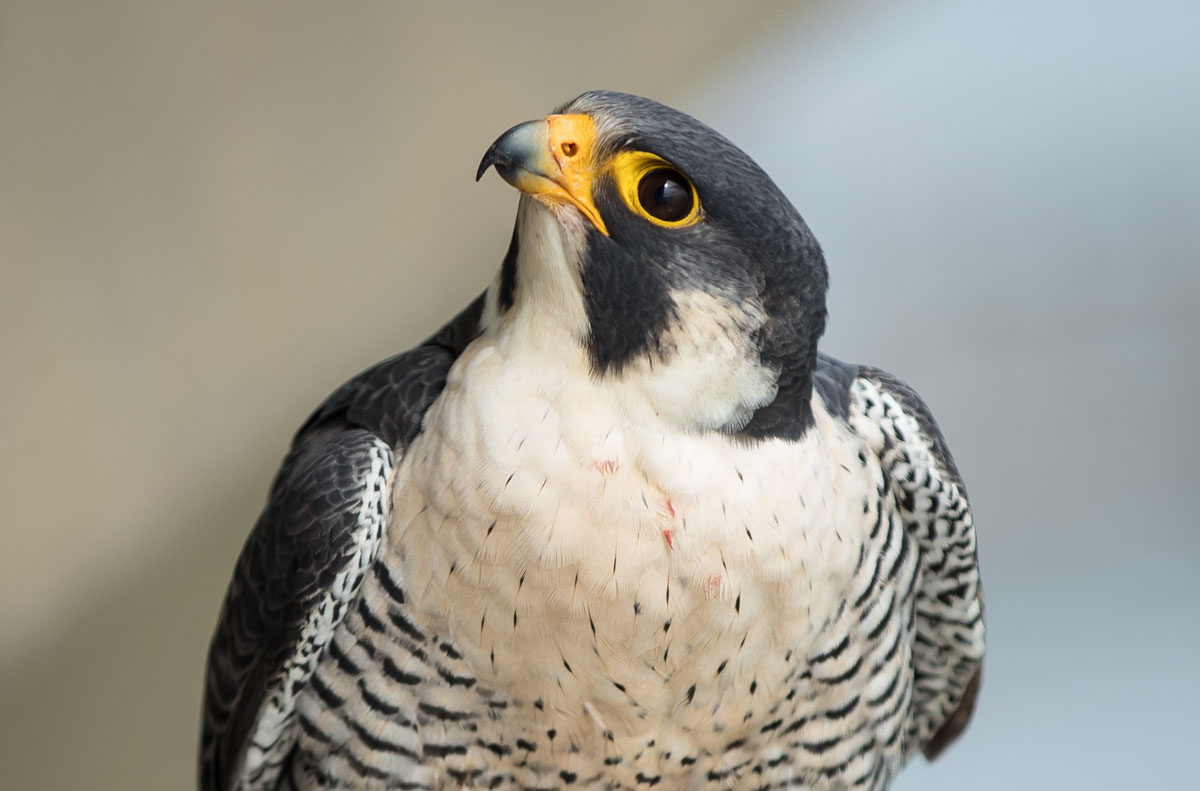 Smokies_Life's tweet image. Once nearly extinct in the eastern US, the peregrine #falcon can now be found on #wilderness cliffs as well as urban skyscrapers. @GreatSmokyNPS played a key role in the falcon’s remarkable recovery. smokieslife.org/2026/04/01/per…
#wildlife #conservation #GreatSmokies
📸 Bryan Watts