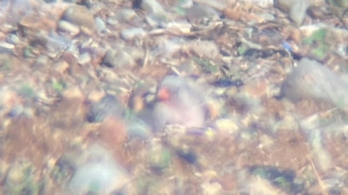James_B___'s tweet photo. Incredible first day and a half in Cyprus with @Northern_Birder, 14 life ✅ for me so far birding around paphos. Cretzshmar’s bunting, red-rumped swallow, trumpeter finch, and desert finch pictured https://t.co/k6wYPZ9WW1