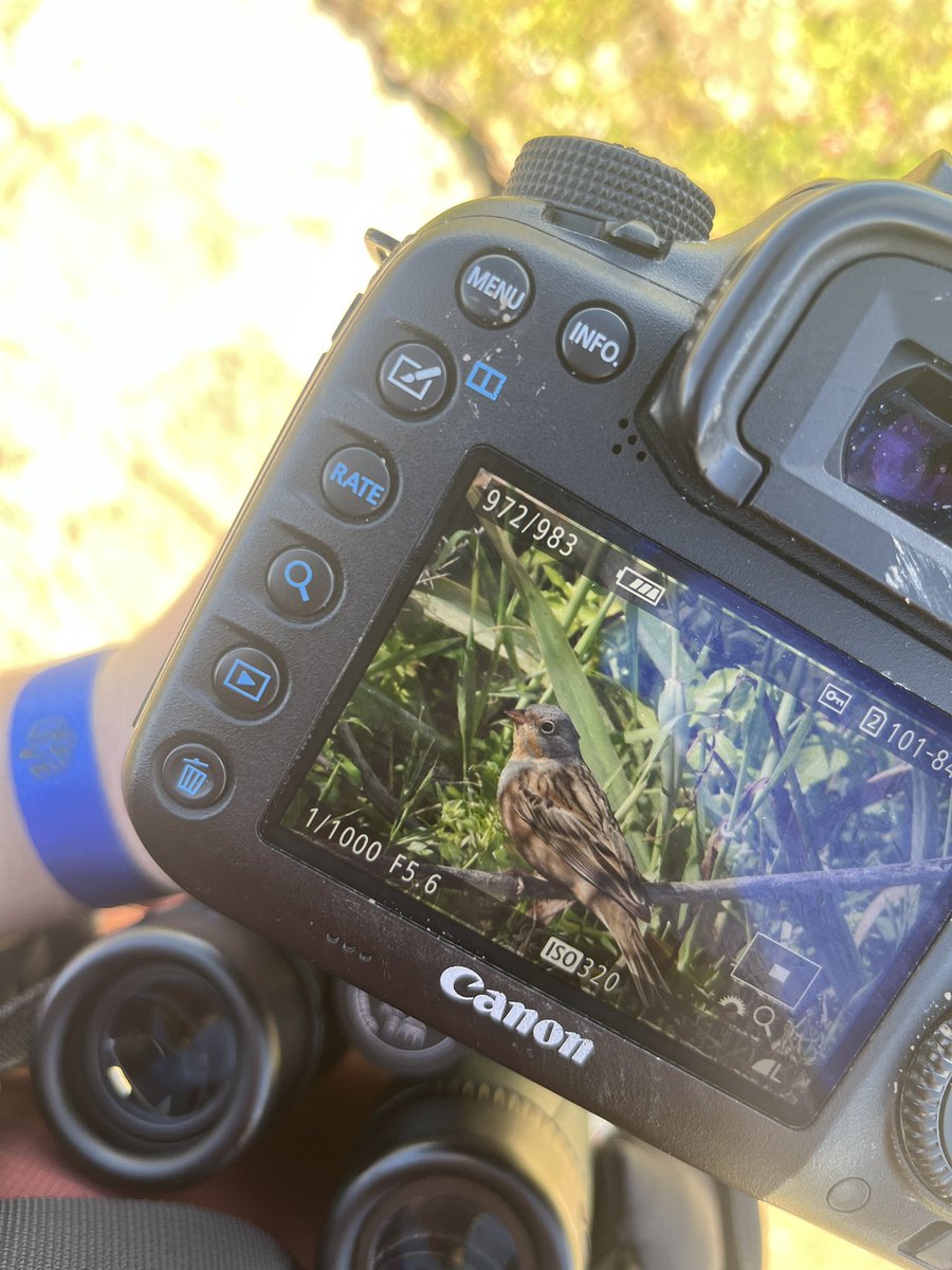 James_B___'s tweet photo. Incredible first day and a half in Cyprus with @Northern_Birder, 14 life ✅ for me so far birding around paphos. Cretzshmar’s bunting, red-rumped swallow, trumpeter finch, and desert finch pictured https://t.co/k6wYPZ9WW1