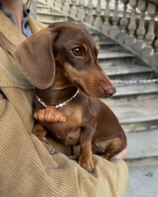 dachshundzones's tweet image. He knows he’s better than me 😭
#dachshund