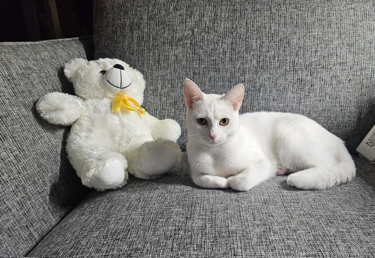 Dr KatT 🦋 tweet media