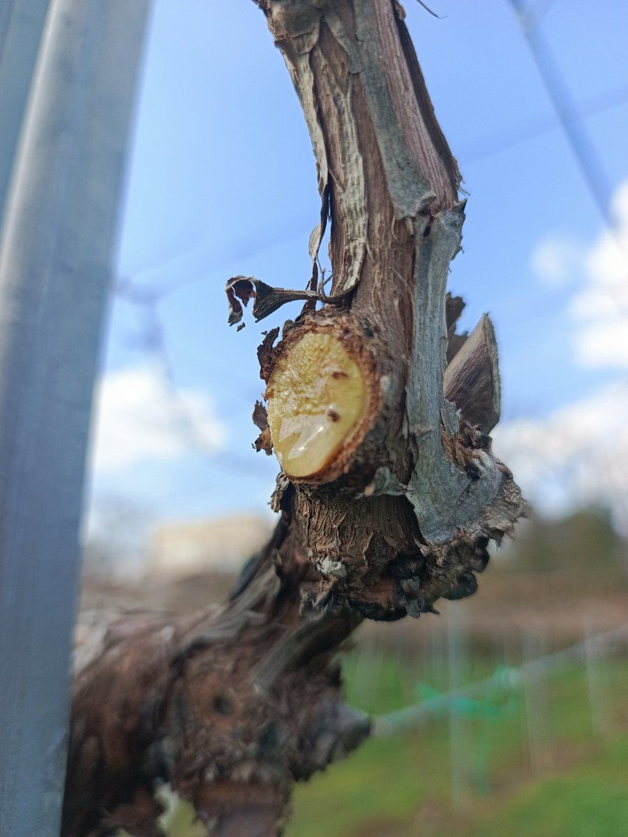 Yuسuf İsلam tweet media