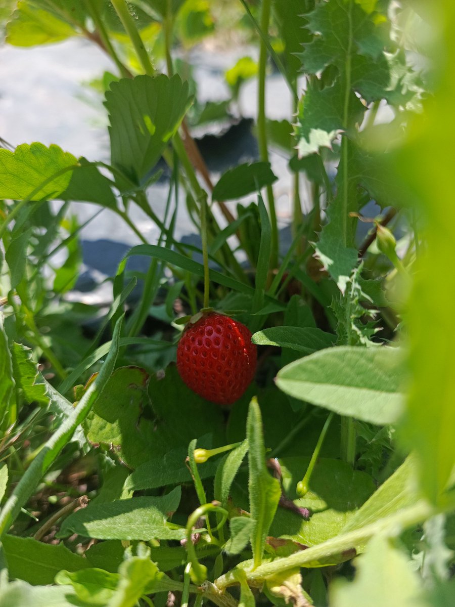 Yuسuf İsلam tweet media