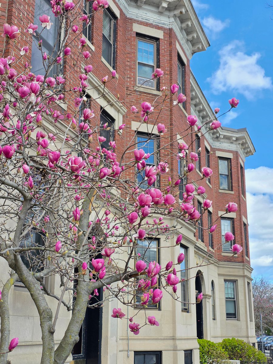 Flowers have started to bloom in Boston.

🤍