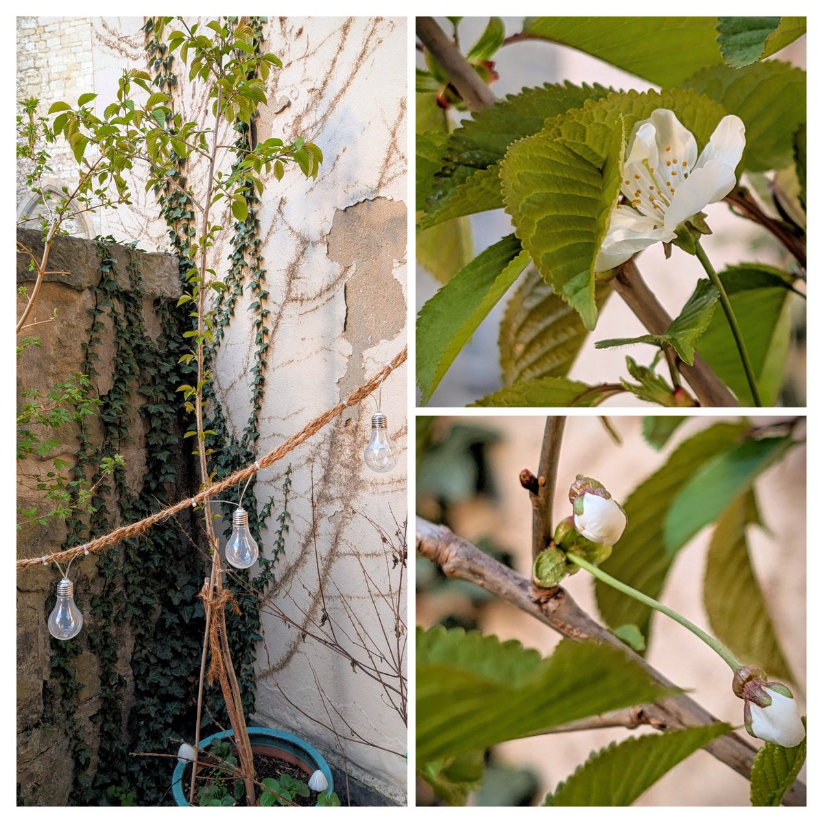 Rundmaus tweet media