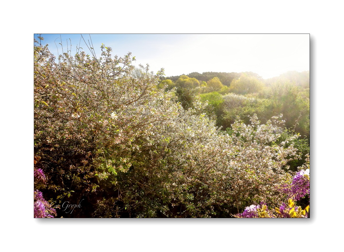 Cy Gryph tweet media