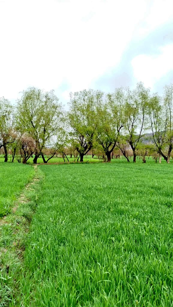 𝙍 𝘼𝙝𝙢𝙙𝙯𝙖𝙞 tweet media