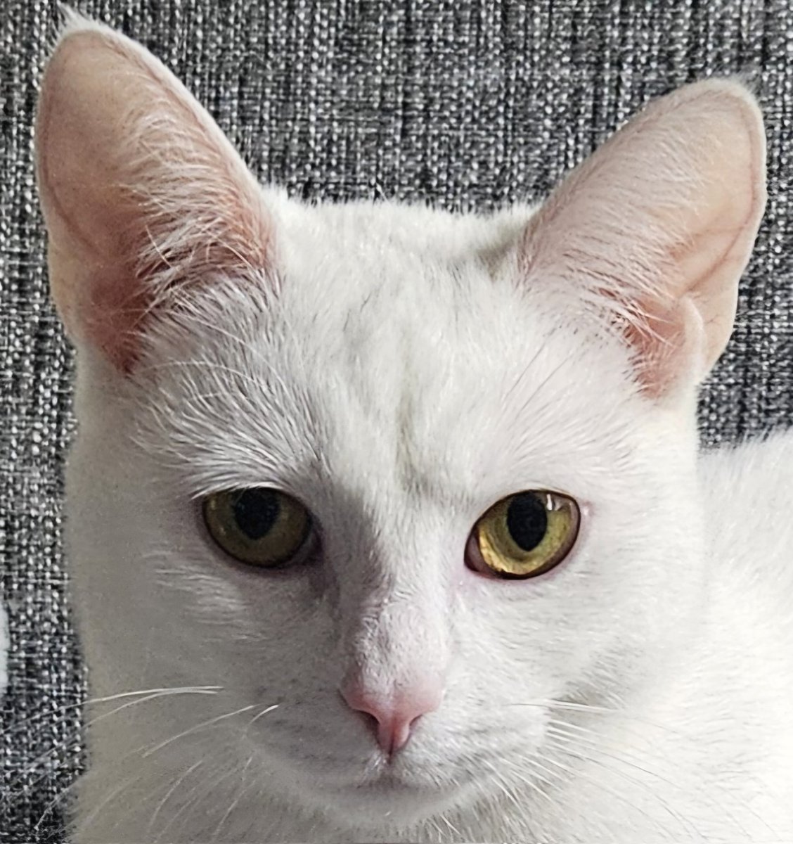 Dr KatT 🦋 tweet media