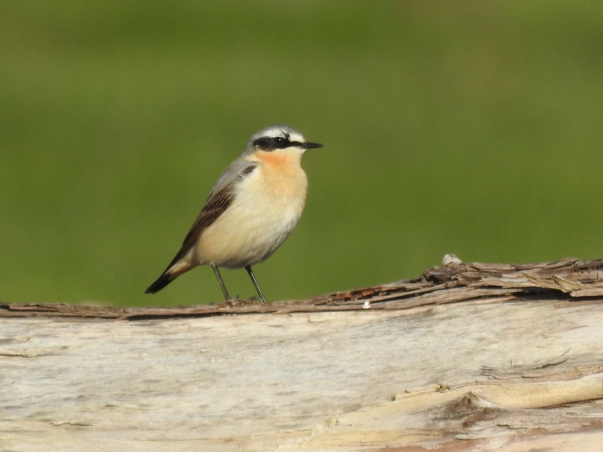 Magorbirder's tweet photo. Collister Pill p.m. a second Wheatear of the year there. https://t.co/5t7nh83jvK
