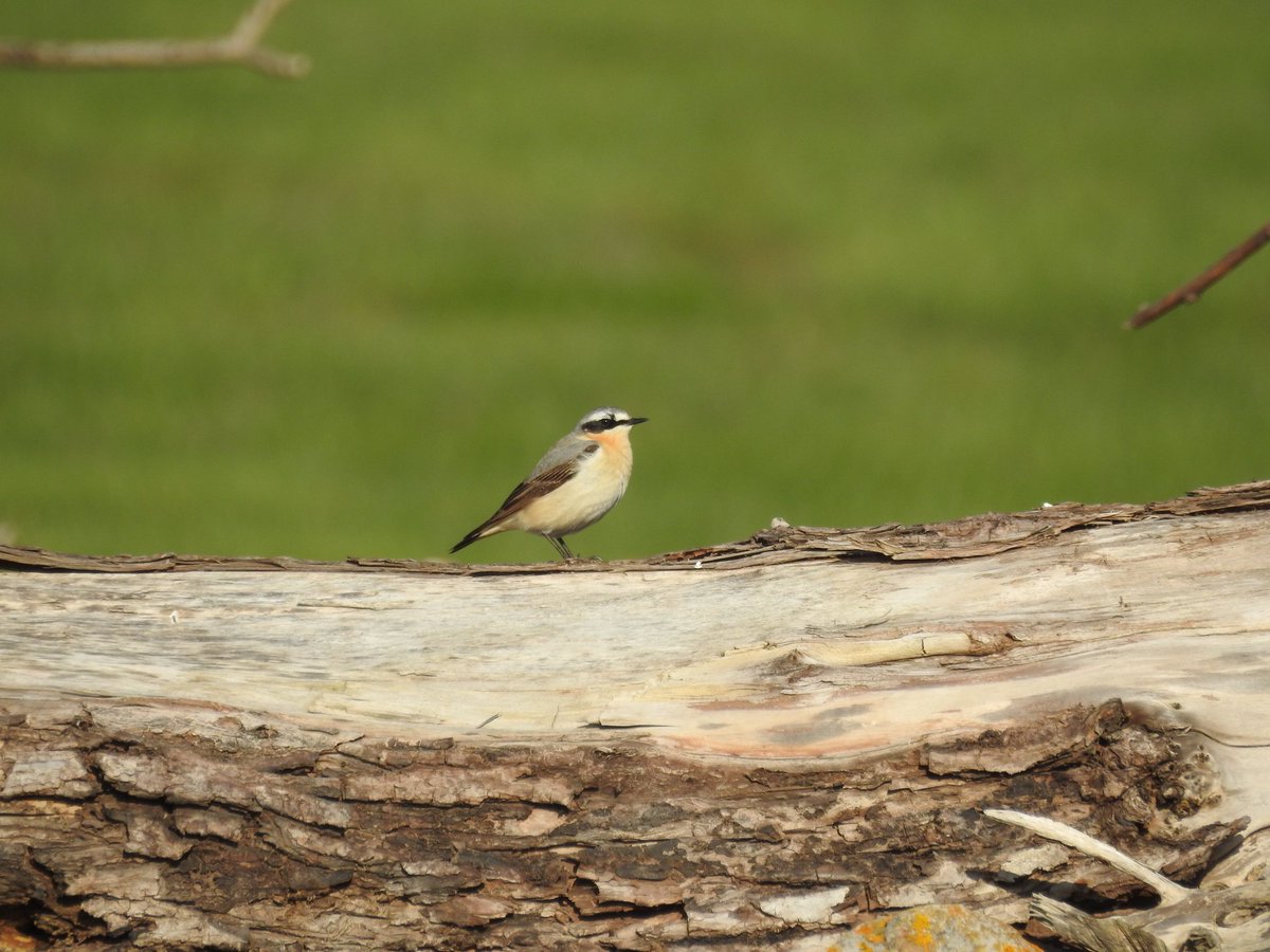 Magorbirder's tweet photo. Collister Pill p.m. a second Wheatear of the year there. https://t.co/5t7nh83jvK