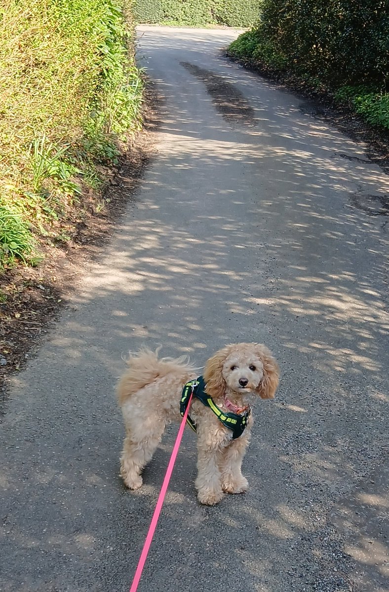 twistybonce's tweet image. Good evening from Honey 🍯✨️💛
#Honey #EasterMonday
#Dogs #dogsofX