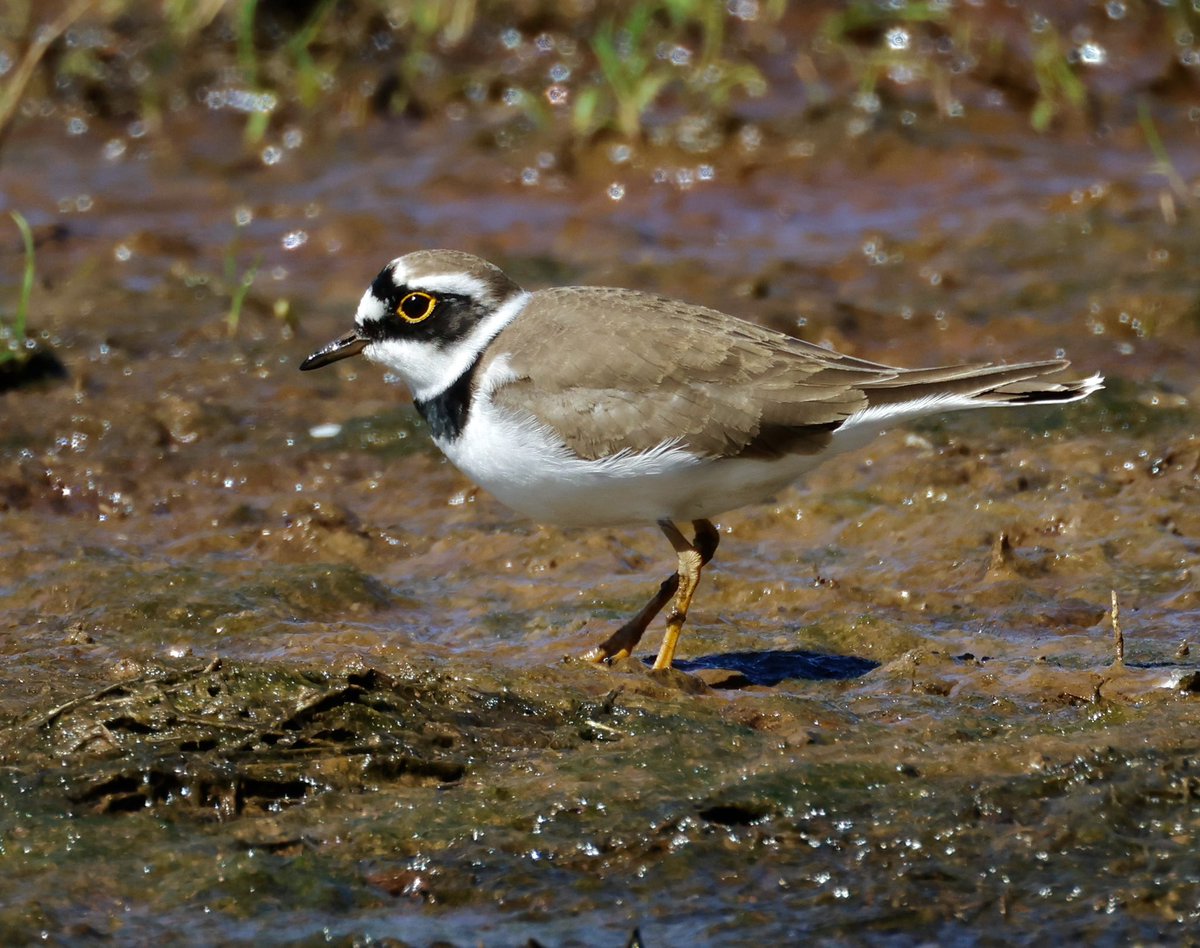 stevesando1's tweet image. Little ringed plover. Chapel Amble, Cornwall today.
#birds #birding