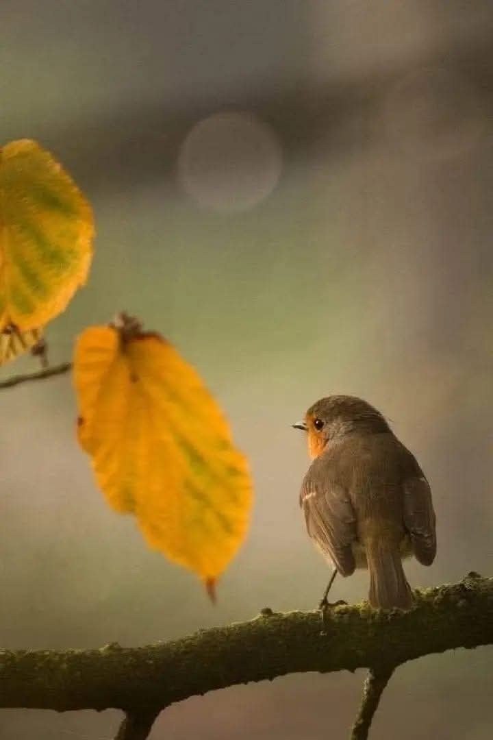 لا تحاول لفت إنتباه أحد، فإن لم تكن مُلفتاً بالفطرة, ستبدو أحمقاً بالتظاهر ..