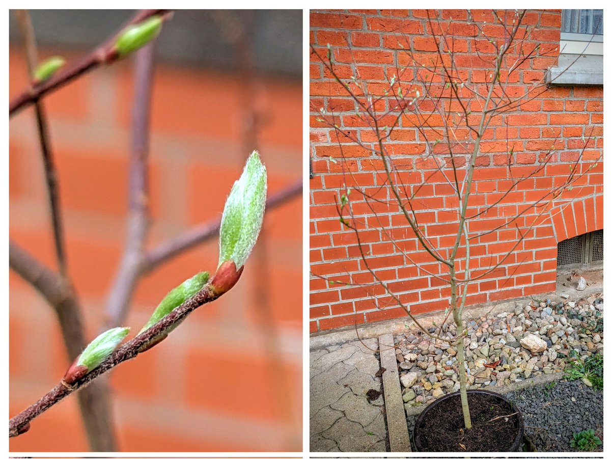 Rundmaus tweet media