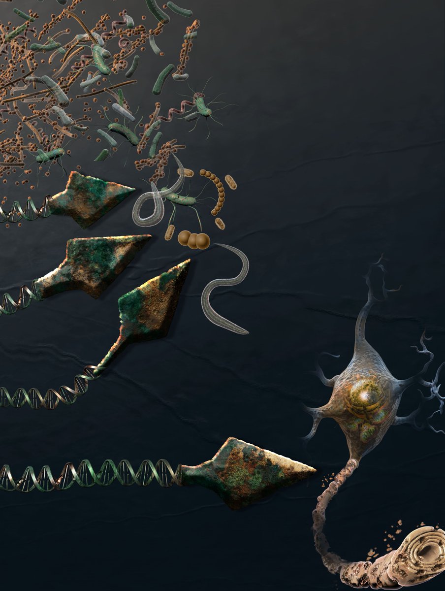 WilliamBarrie's tweet image. I wrote a short review article on the evolutionary origins of MS from an aDNA perspective. This link gives free access. My key points🧵:

tinyurl.com/2s4zm55d