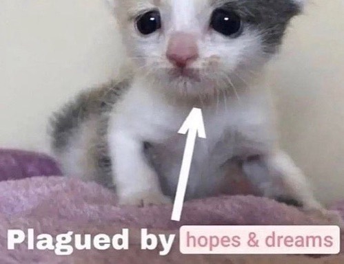 Punch Cat tweet media