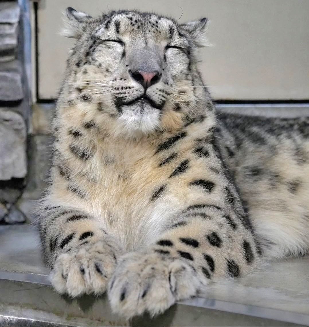 Astartes𒉭 tweet media