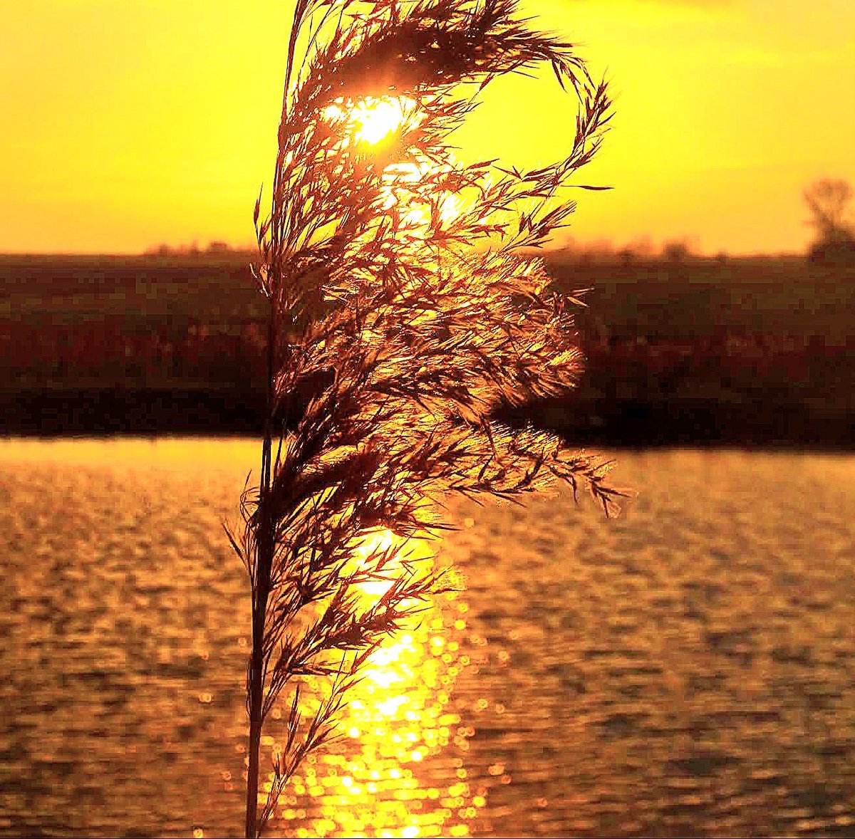 HettieZurMuhlen's tweet photo. Goud🏆
#zonsondergang #natuurkunst #riet Fijne avond! https://t.co/99DxzBtDZb