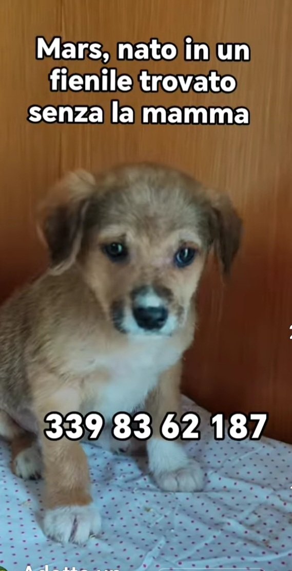 MARS è un cucciolo di 2 mesi trovato abbandonato in un fienile. Ha circa 2 mesi e si trova a Frosinone. NON LASCIAMOLO SOLO‼️ TANTI RP PER MARS🙏🙏🙏🙏🏡🏡❤️❤️❤️❤️❤️🏡🏡🏡🏡