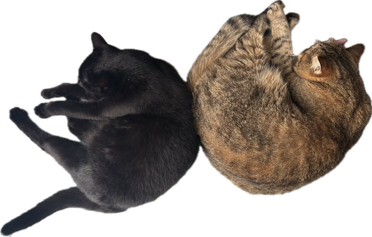 ミヌエットのモペットちゃん tweet media