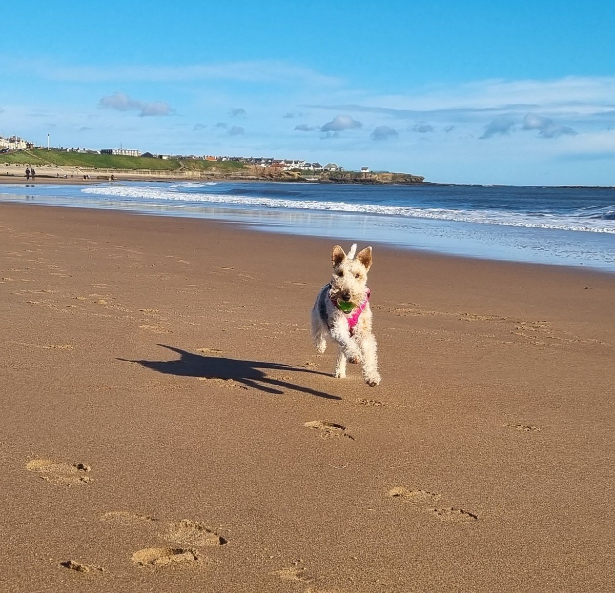 rmpk & Flora the Foxie 💚🇺🇦 tweet media