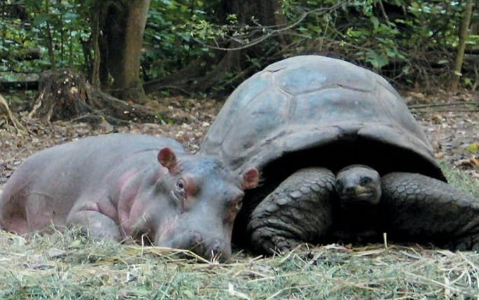 Volcaholic 🌋 tweet media