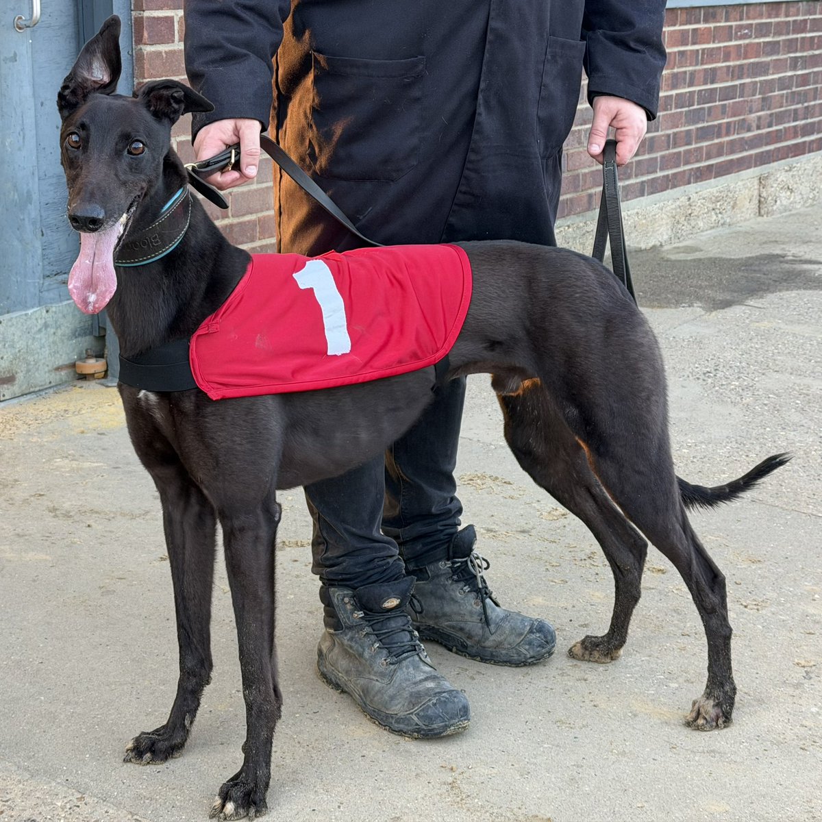 The beautiful Glideaway Hugo.. winning his 140th race 27.99 in the sun at Yarmouth tonight. What a smart boy