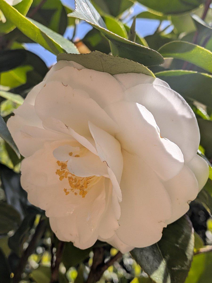 Scorpionnella7's tweet photo. @JeanMarieGHIBAU @scorpionnella 🍊🧡 Pas d'🍊 pas de 🍋 en RP alors un camélia immaculé resplendissant avec le ☀️
Et des informations sur la fête des 🍊 à Bar-Sur-Loup, son histoire, son utilisation en parfumerie grâce à @grok
https://t.co/O7bNhBkMjd
#bigaradier #barsurloup #garden #lovenature #camelia https://t.co/GlmWflkaMF