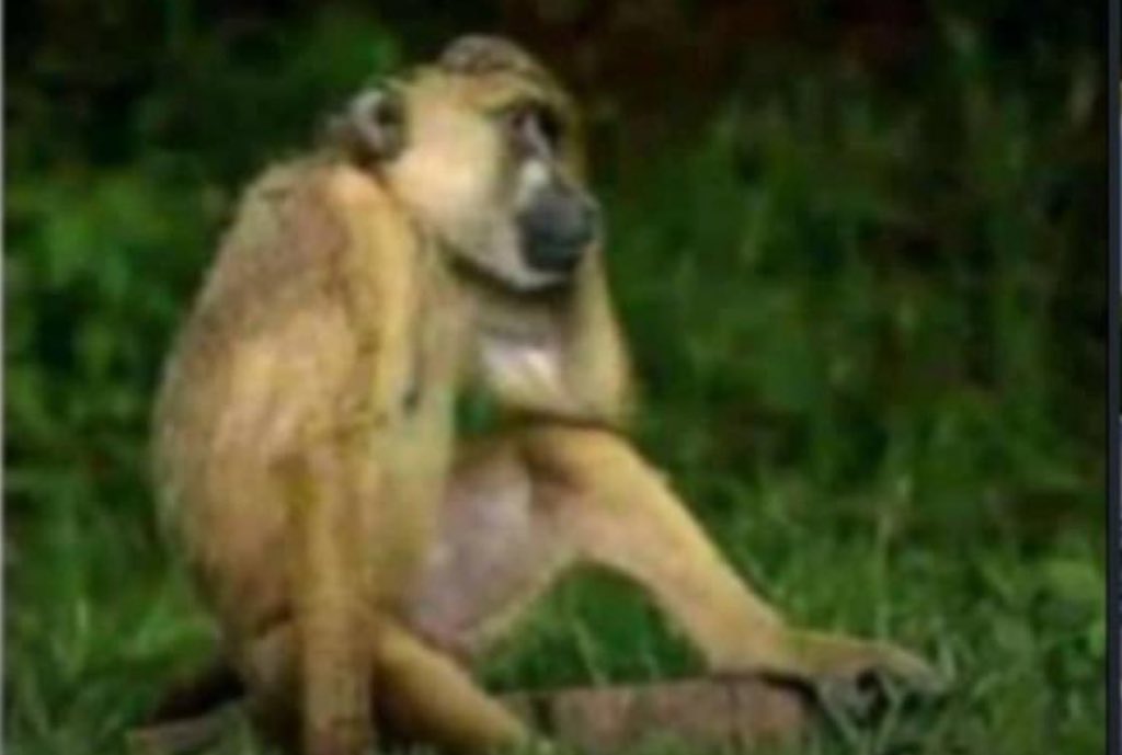 engemma8 tweet media